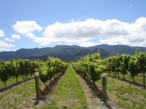 Huia Vineyards, Marlborough