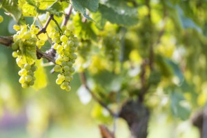 White Grapes in the Vineyard