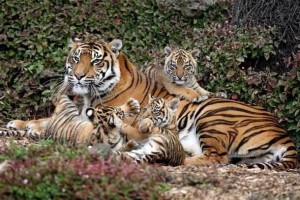Auckland Zoo's three Sumatran tiger cubs - Jalur, Berani and Cinta, with mother Molek, relax in the sun after being put on display for the public, Auckland, New Zealand, Wednesday, September 17, 2008. Credit:NZPA / Wayne Drought