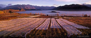 Rippon Vineyard at harvest time with anti-bird netting covering the vines. View across Lake Wanaka to the Buchanan Mountains, New Zealand. [Central Otago]