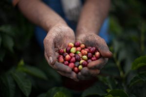 Freddy holds a handful of freshly-picked coffee cherries. Max Havelaar Switzerland works with Colombian coffee producer Cooperativa de Caficultores de Manizales on Fairtrade-certified coffee production.