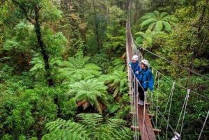 rsz_top_of_the_north_-_rotorua_canopy_tours_air_nz_supreme_tourism_award_winner_small