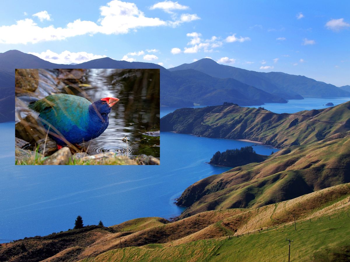 RealNZ takes top honour in New Zealand Tourism Awards 2024 